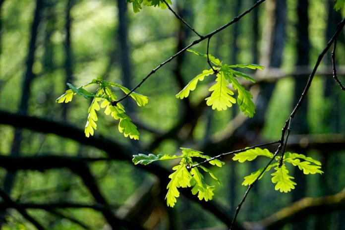 leaf-3335211_1280