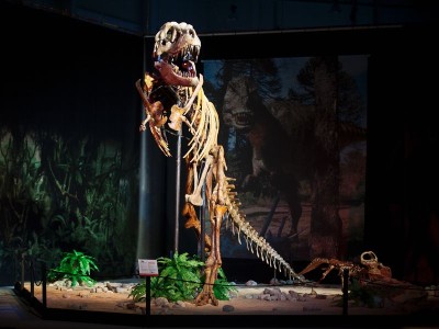 dinosaur