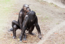 8 nejnechutnějších sexuálních praktik mezi zvířaty