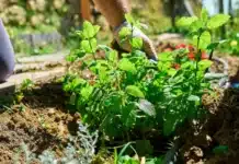 Podzimní poklady přírody: Šípek, rakytník, jitrocel, mateřídouška a máta